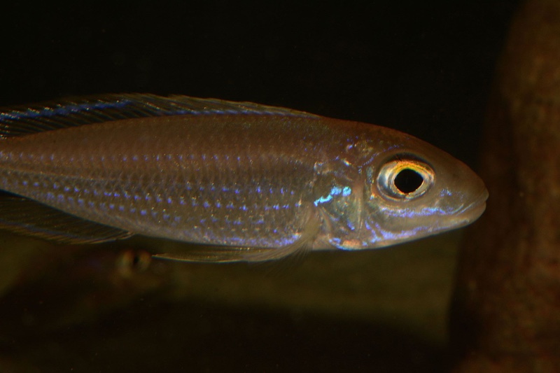 Lestradea perspicax 'Congo'